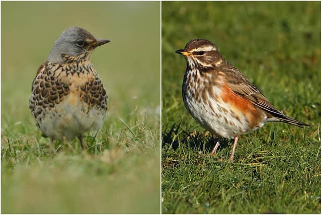 A Fieldfare on the left and Redwing on the right, pictured by Ian Fisher of Cahow Photography.