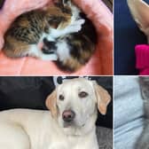 Celebrating National Pet Day and Month across the North East.