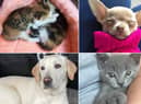 Celebrating National Pet Day and Month across the North East.