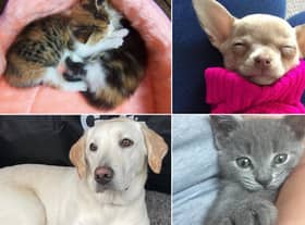 Celebrating National Pet Day and Month across the North East.
