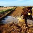 Shelina Duke says that the popular cockapoo breed is often misunderstood - Animal News Agency