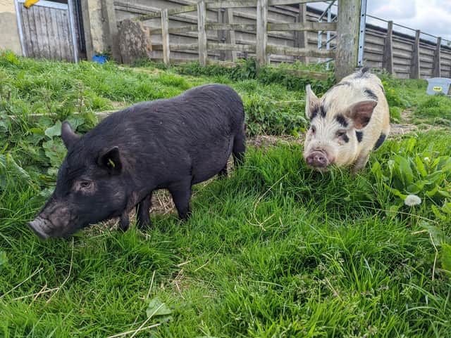 Smokey and Haggis are believed to be brothers