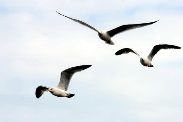 All types of gull are a protected species under the Wildlife and Countryside Act 1981.