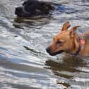 Dogs enjoying water activities