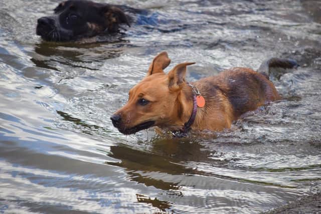 Dogs enjoying water activities