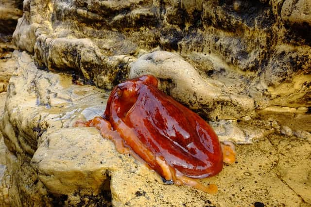 Resting in a rockpool was this octopus which was found by Steven Barker, his son Callum and friend Tony.