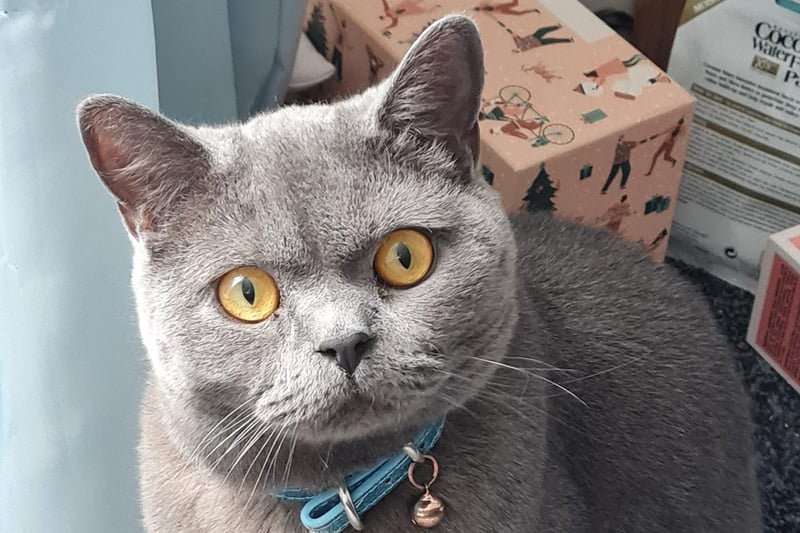 Denise Gregory said: "Dante , always comes straight downstairs when he hears me come home from work each morning and meows until I brush him and give him his treat , spoiled rotten, feisty little fellow.”