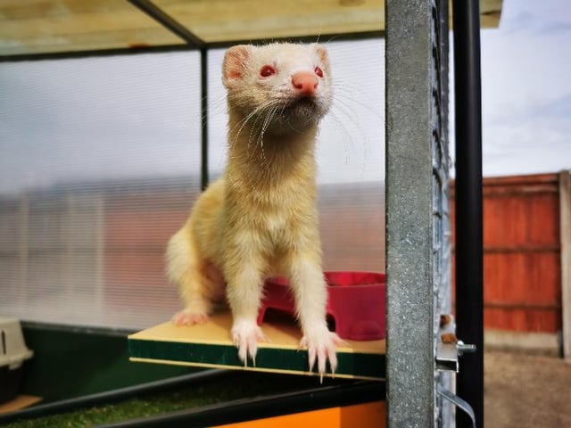 Lavender is an Albino Ferret, whose age is unknown. She came to the RSPCA as a stray, and has now been spayed, vaccinated and microchipped. She is a very friendly ferret, and loves going on lead walks. She will need either a room to herself inside with lots of things to do and places to hide or a large pen outdoors, she is a very active little girl. She is being cared for at the RSPCA Stubbington Ark branch.