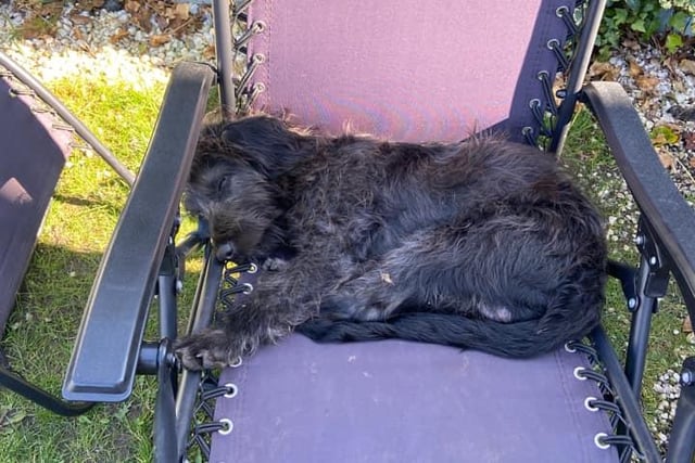 Six-month-old Buddy enjoys a snooze in the sun. Don't we all!