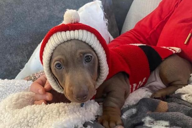 Ralph, age 9 weeks, is ready for his first Christmas - outfit and all!