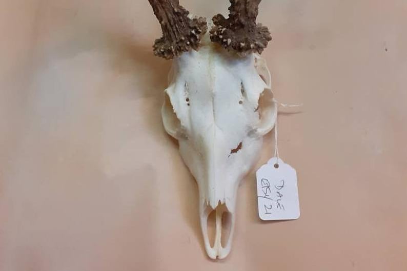 The want for unusual skulls, skeletons and taxidermy is growing and this Elgin based Etsy shop is one of the best around. See the full collection at www.northerntaxidermy.co.uk.