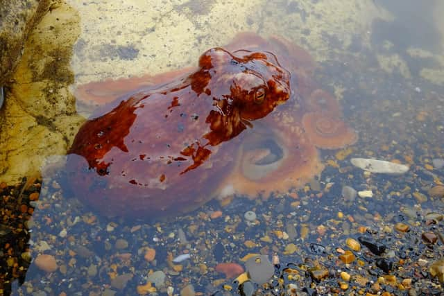 Under the water in a rockpool at Blackhall Colliery.