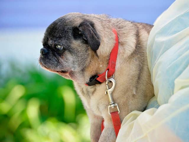 Frankie the pug awaits treatment at the vet (Photo by Joseph Prezioso / AFP) (Photo by JOSEPH PREZIOSO/AFP via Getty Images)