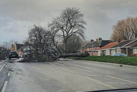 A tree blocks the road in Bill Quay. Picture: Amy-Jane Neale.