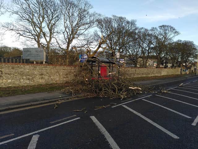 A tree brought down in the high winds in Whitburn as Storm Otto hits