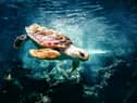 Not teenage, not mutant, but you wouldn't believe what a party trick this turtle has.