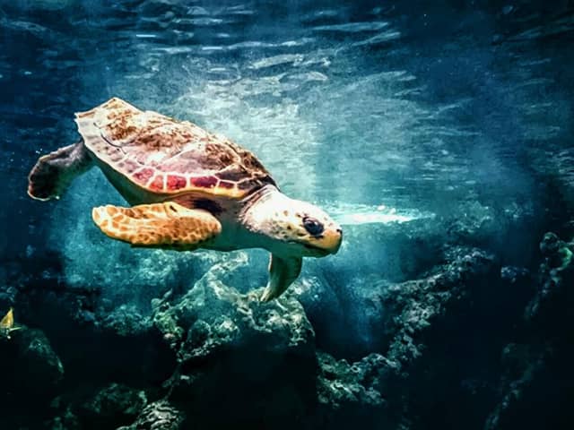 Not teenage, not mutant, but you wouldn't believe what a party trick this turtle has.
