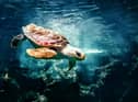 Not teenage, not mutant, but you wouldn't believe what a party trick this turtle has.
