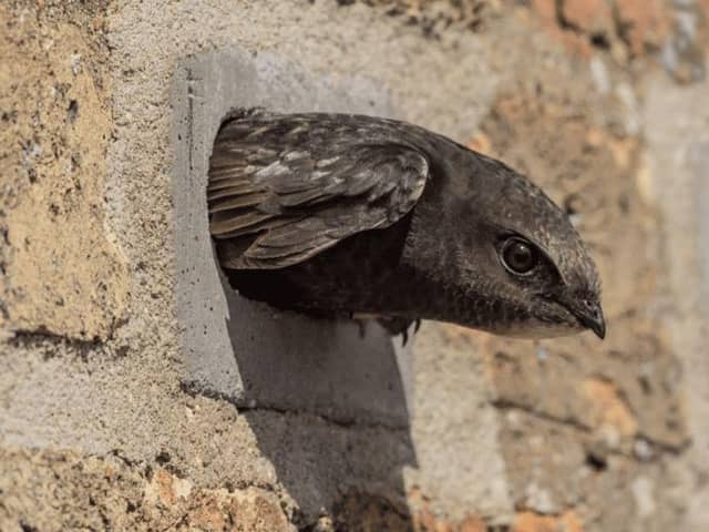 Swift Brick