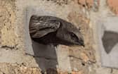 Swift Brick