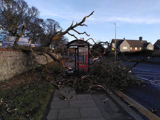 A tree brought down in the high winds in Whitburn as Storm Otto hits