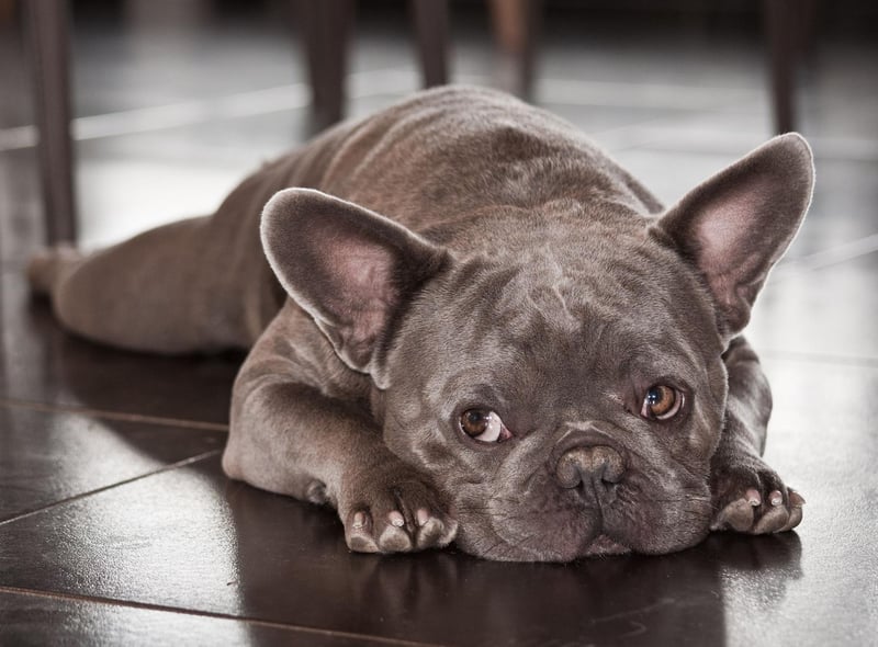 The Bulldog's smaller continental cousin is just as easygoing, if not quite as lazy. The French Bulldog generally doesn't have an aggressive bone in its body and, even if they can occasionally be somewhat stubbon, they are highly unlikely to snap.