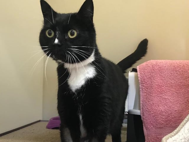 Marine is a five year old Domestic Shorthair crossbreed. Since coming into the care of the RSPCA, Marnie has come out of her shell and shown what a loving cat she can really be - but she’s still pretty shy. Once she gets to know you, she does enjoy some gentle fussing, and will purr away. She can live with teenage kids, and would need to be the only pet. She is being cared for at the RSPCA Stubbington Ark branch.