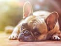 Take a look at thee tips to keep your pets cool in the heat. (Photo by Alexandr Ivanov)