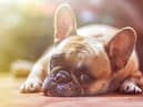 Take a look at thee tips to keep your pets cool in the heat. (Photo by Alexandr Ivanov)