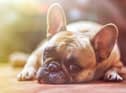 Take a look at thee tips to keep your pets cool in the heat. (Photo by Alexandr Ivanov)