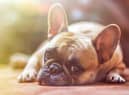Take a look at thee tips to keep your pets cool in the heat. (Photo by Alexandr Ivanov)