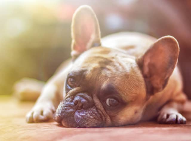 Take a look at thee tips to keep your pets cool in the heat. (Photo by Alexandr Ivanov)