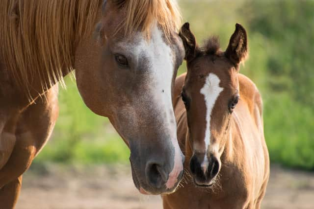 Developers say the new stables would be built in accordance with the British Horse Society minimum stable size recommendations.