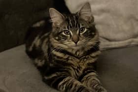 Charlie - missing since mid-March.