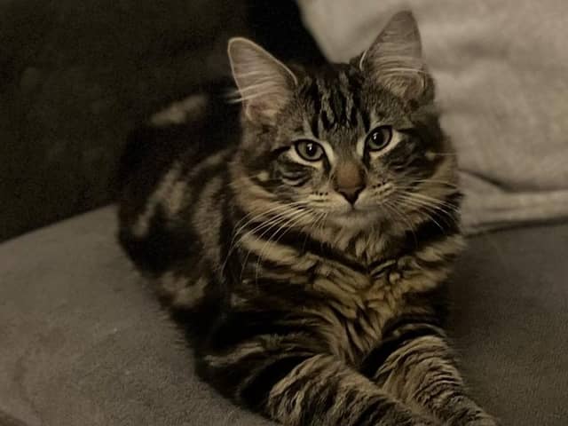 Charlie - missing since mid-March.