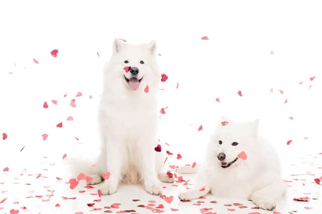 New research says one in three of us are more likely to match with someone on a dating profile if they have a dog in their picture (photo: Adobe)