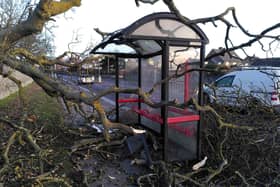 A tree brought down in the high winds in Whitburn as Storm Otto hits