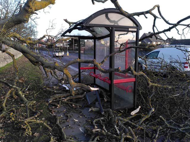 A tree brought down in the high winds in Whitburn as Storm Otto hits