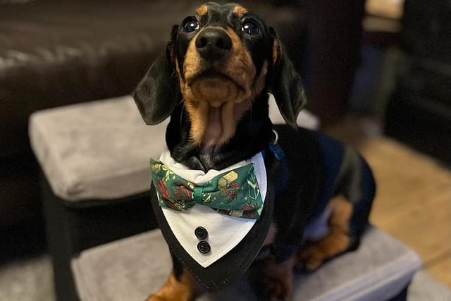 Hugo shows off his Christmas party outfit - complete with a very smart bow tie!