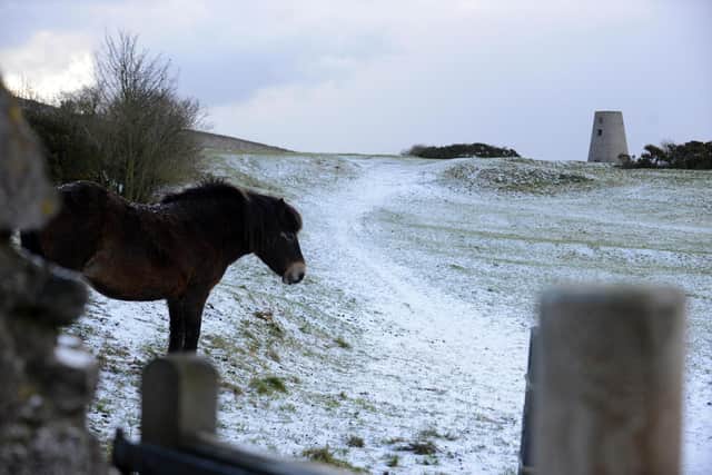 Ponies in the snowfall on Cleadon Hills.