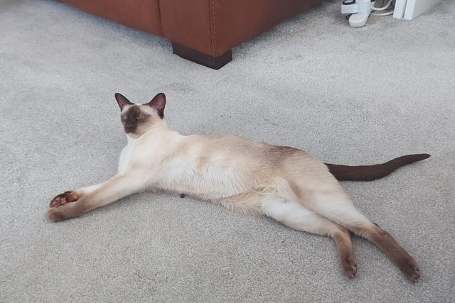 Lucy sunbathes during the heatwave.