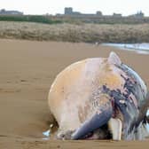 The whale washed up on a South Shields beach. Picture by Steven Lomas