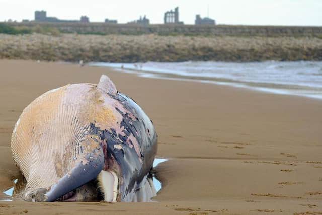 The whale washed up on a South Shields beach. Picture by Steven Lomas
