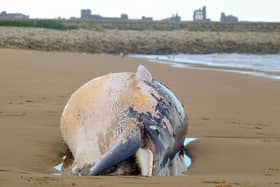 The whale washed up on a South Shields beach. Picture by Steven Lomas