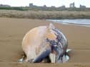 The whale washed up on a South Shields beach. Picture by Steven Lomas