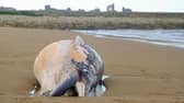 The whale washed up on a South Shields beach. Picture by Steven Lomas