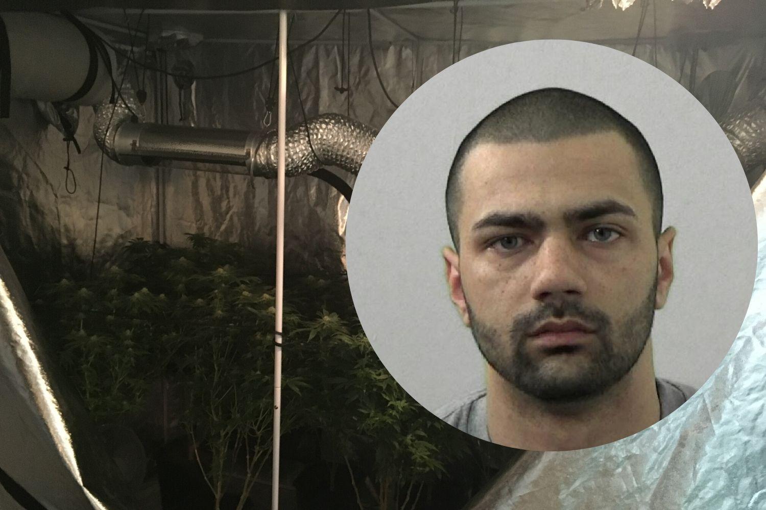 Drug dealer jailed after cannabis farms found at his home - judge said ...