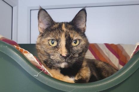 Eight year old female Pesto has a sweet personality, but can be a tad destructive when left alone for long periods of time.  A house where the owners work at home or work short hours would be ideal.