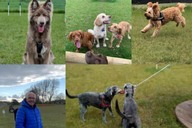 Young pups and some older heads at Odin Valley Dog Park in East Boldon.