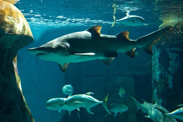 The London Sea Life Aquarium